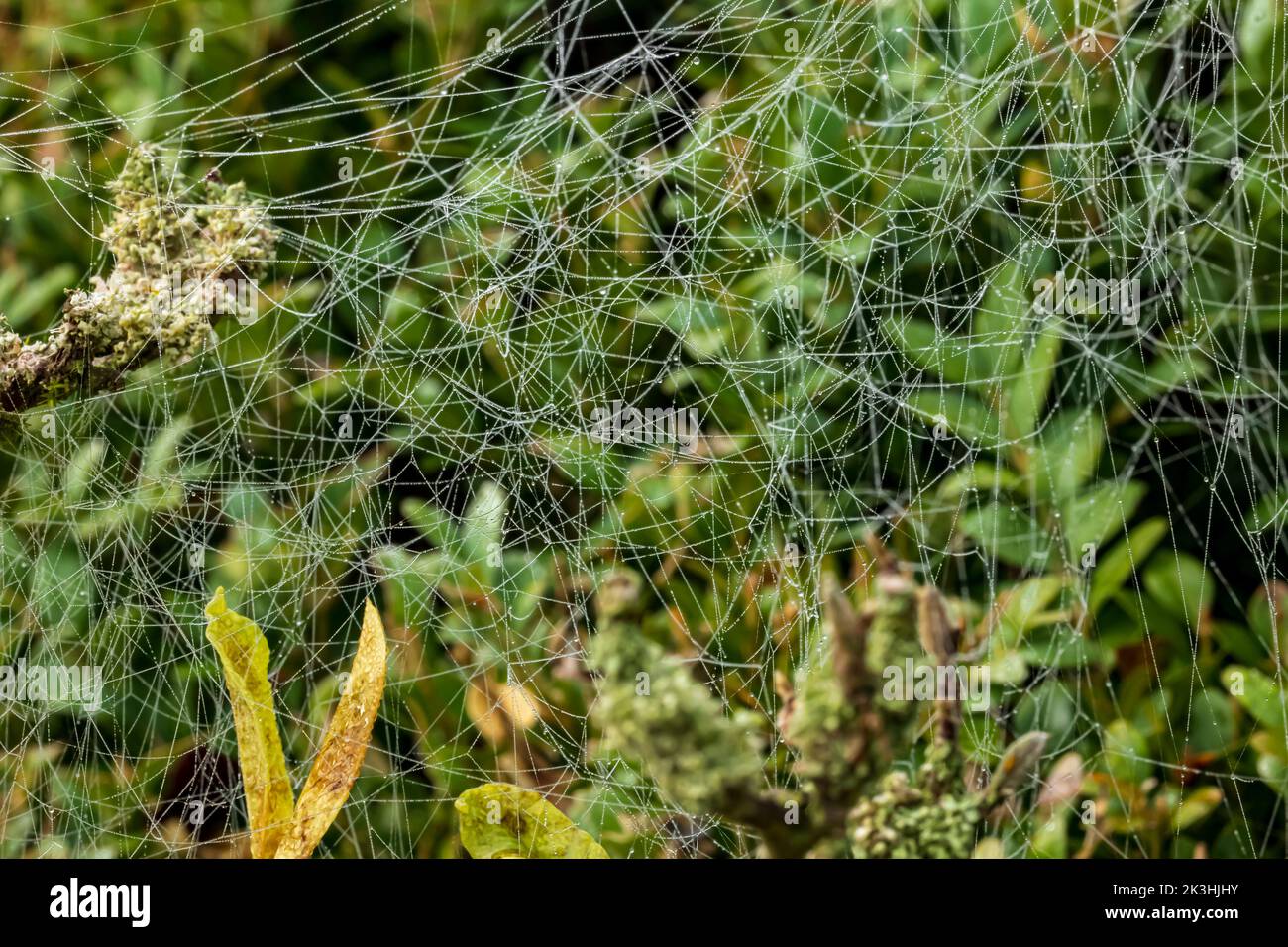Des fils d'araignées confus filés pendant l'été indien Banque D'Images