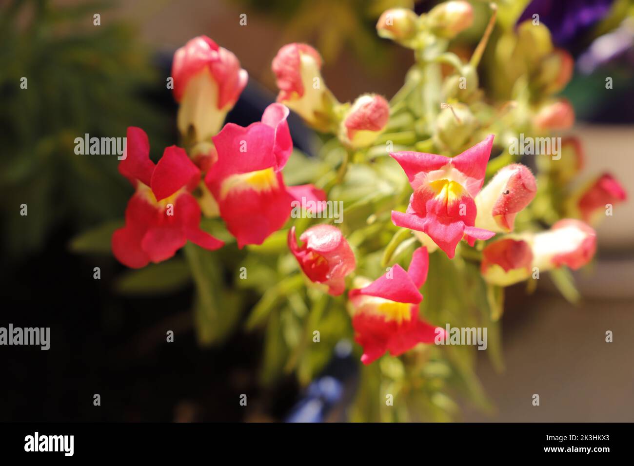 Fleurs de snapdragon rouge jaune Banque D'Images