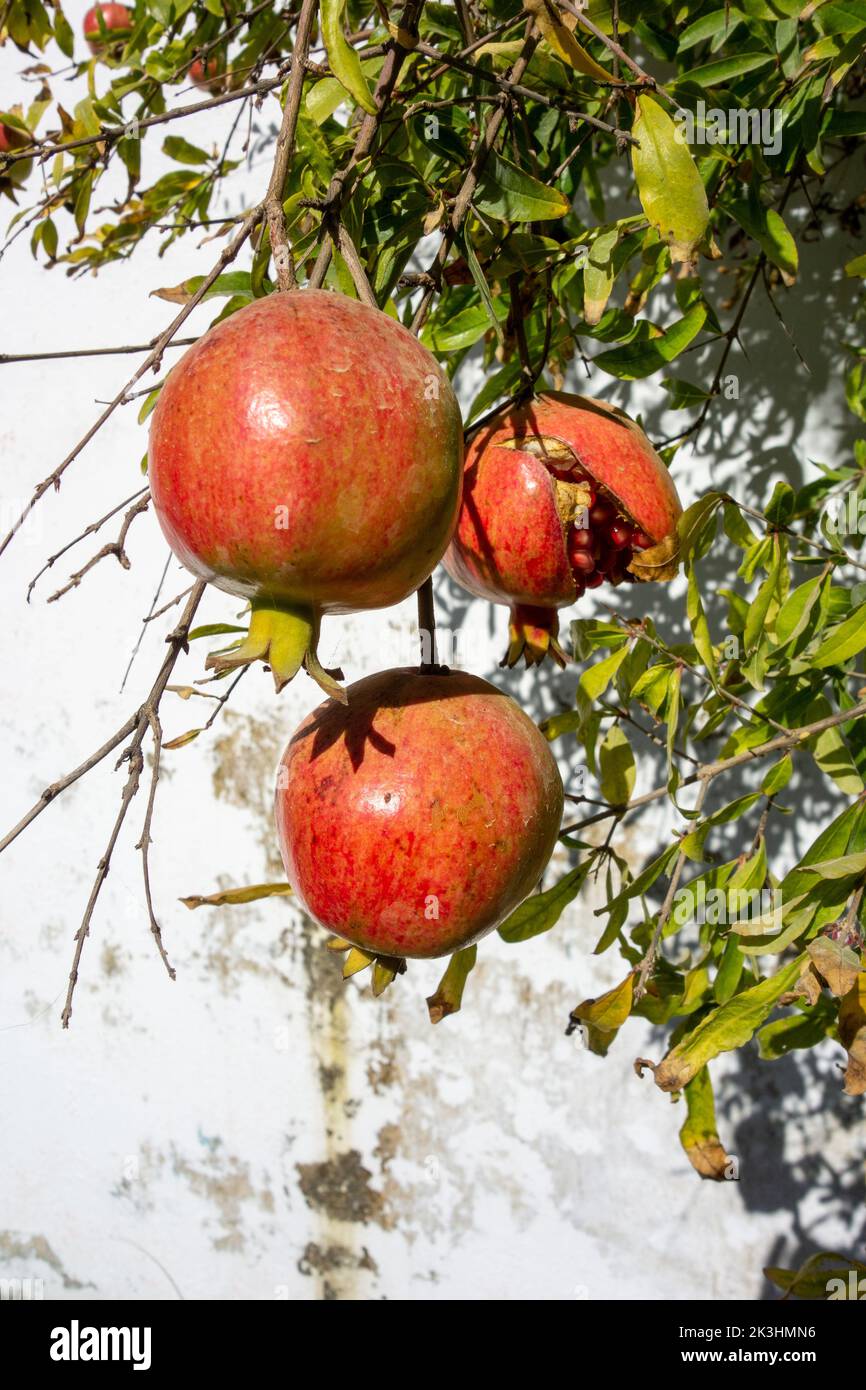 Trois fruits de grenade suspendus d'un arbre avec des feuilles Banque D'Images