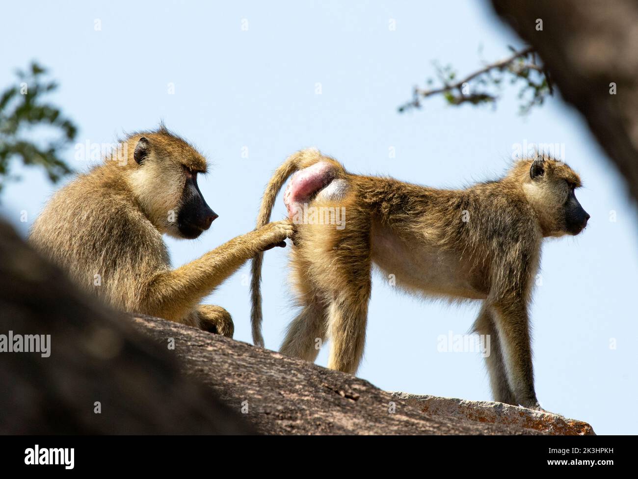 Un babouin jaune de bas rang donne une petite place à une femelle de bas rang montrant des signes évidents d'oestrus. Un comportement comme celui-ci établit des liens qui durent Banque D'Images
