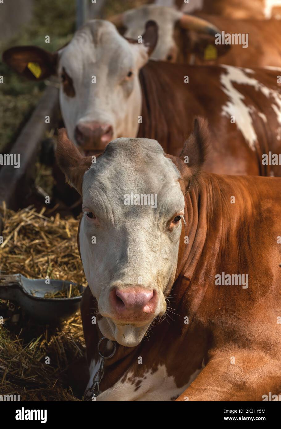Holstein bétail de la Frise sur une ferme laitière connue pour la production de lait élevée, foyer sélectif Banque D'Images