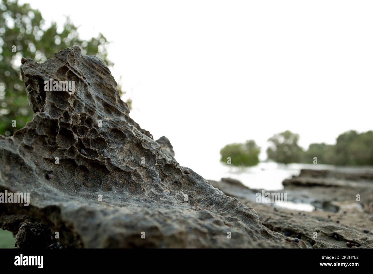 Belle heure d'or des marécages d'Umm Al Quwain, eau Banque D'Images