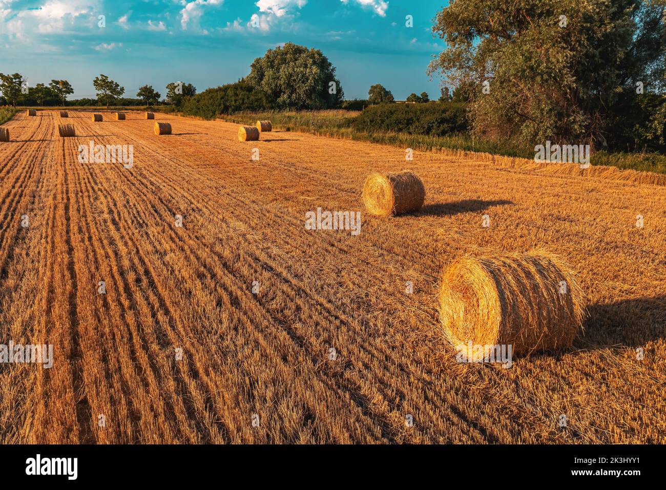 Balles de foin rondes en forme de cylindre dans le champ de blé cultivé après la récolte, vue en grand angle de drone pov Banque D'Images
