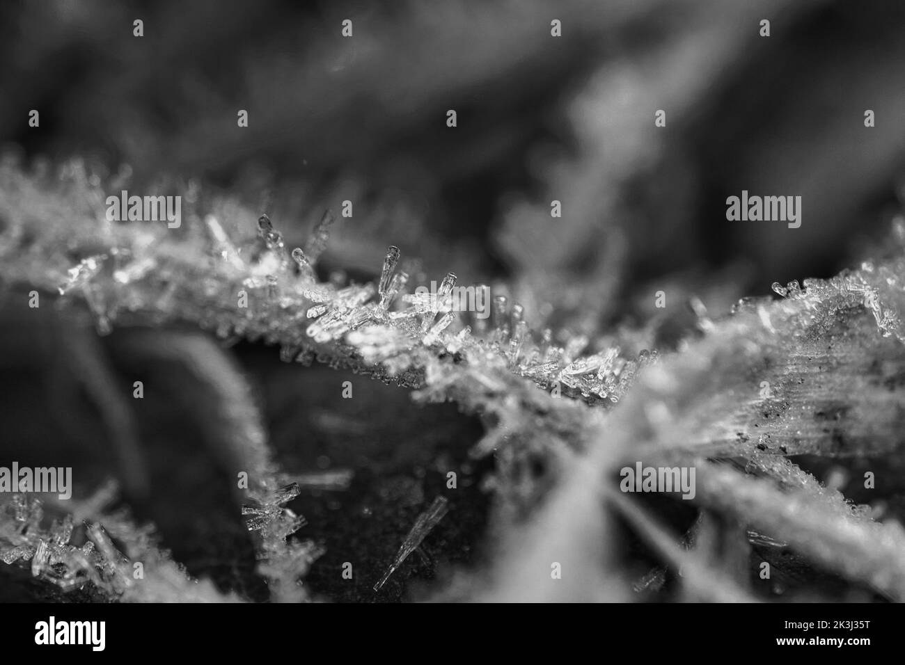Cristaux de glace en noir et blanc, sur une lame d'herbe en hiver. Gros plan de l'eau gelée. Photo macro de la nature Banque D'Images
