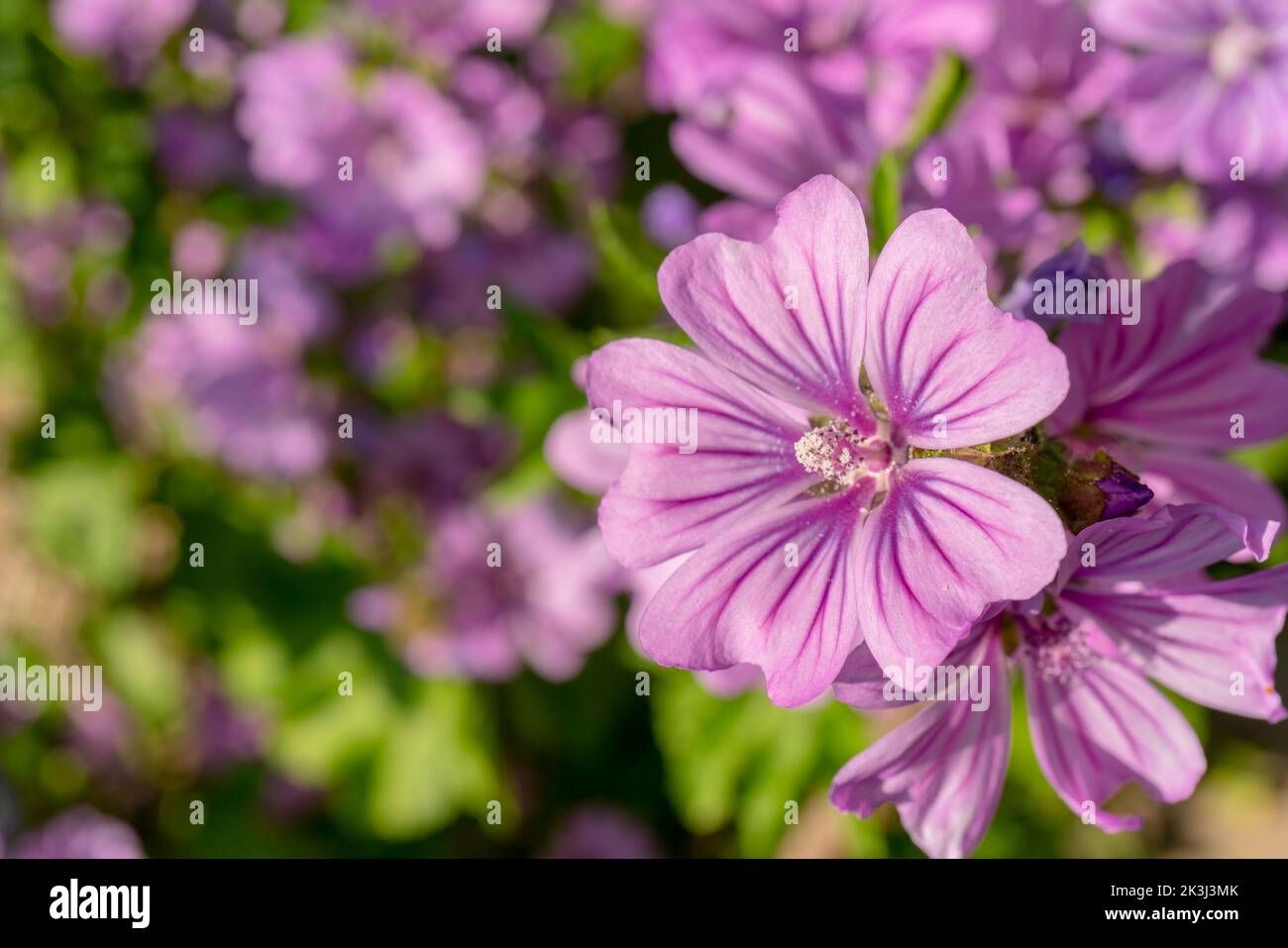 Fleur de mélache commune violette. Fond floral naturel. Banque D'Images