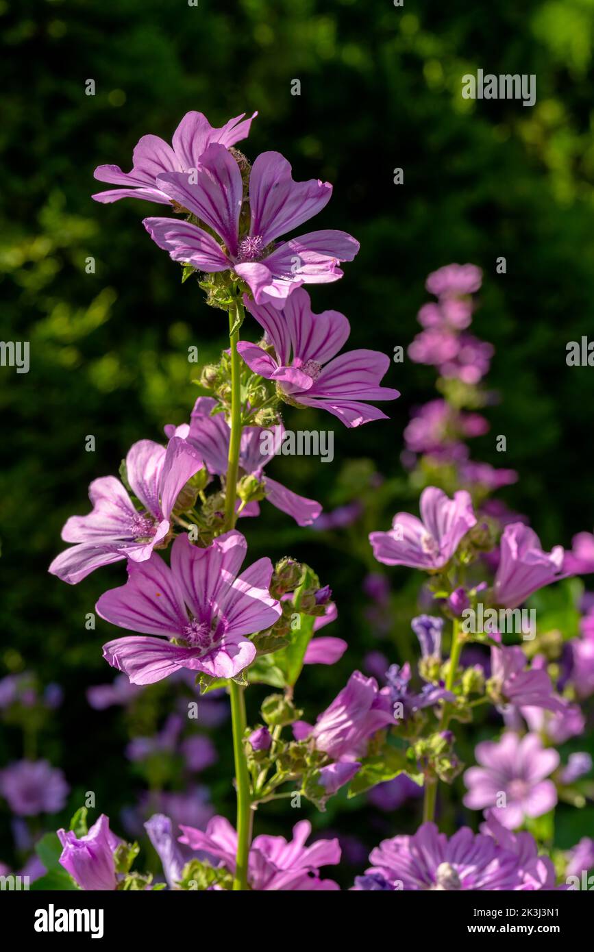 Fleur de mélache commune violette. Fond floral naturel. Banque D'Images
