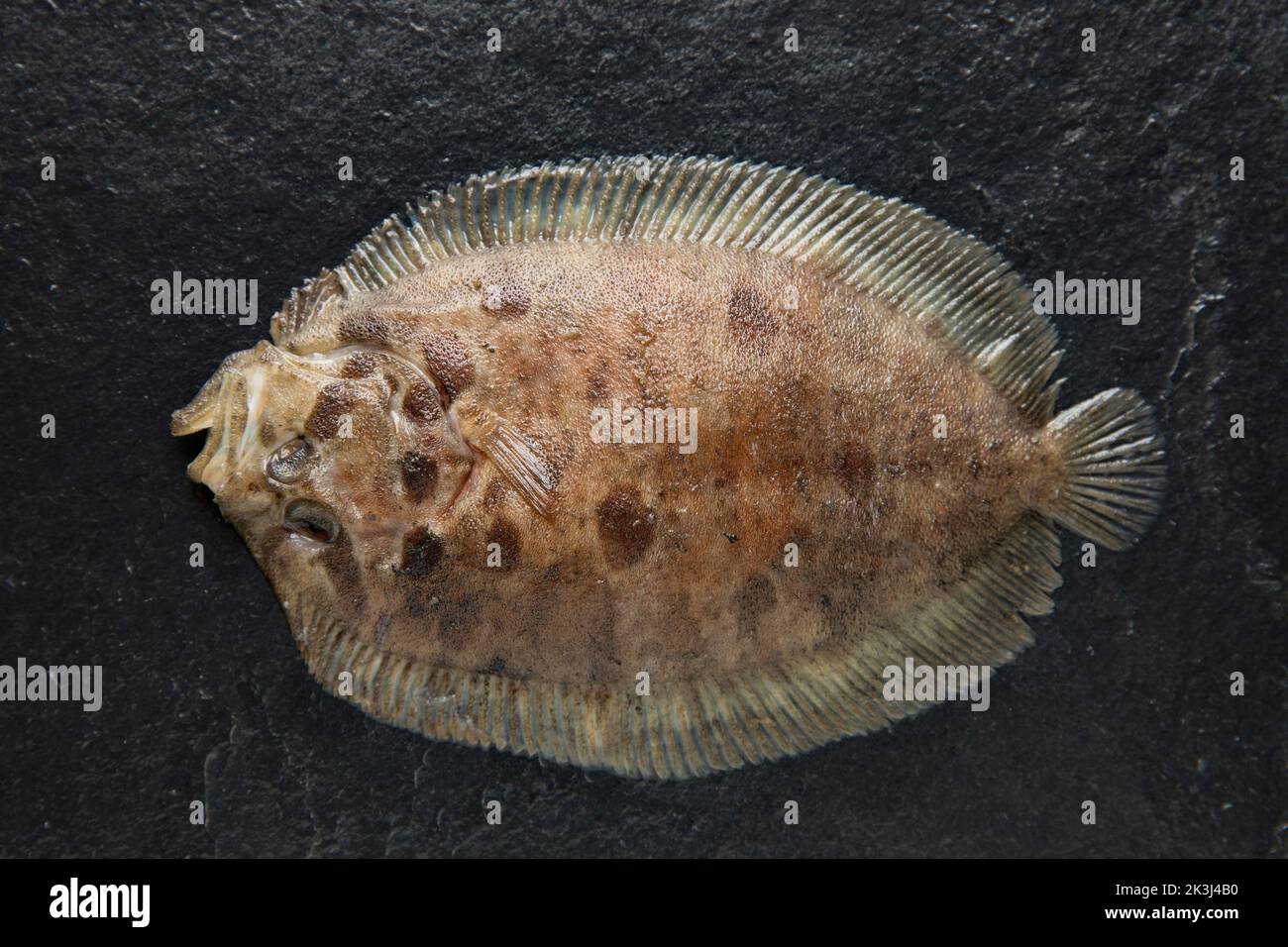 Un poisson plat de Topnit, Zeugopterus punctatus, pris dans la Manche. Arrière-plan en pierre à rondelle. Dorset Angleterre GB Banque D'Images