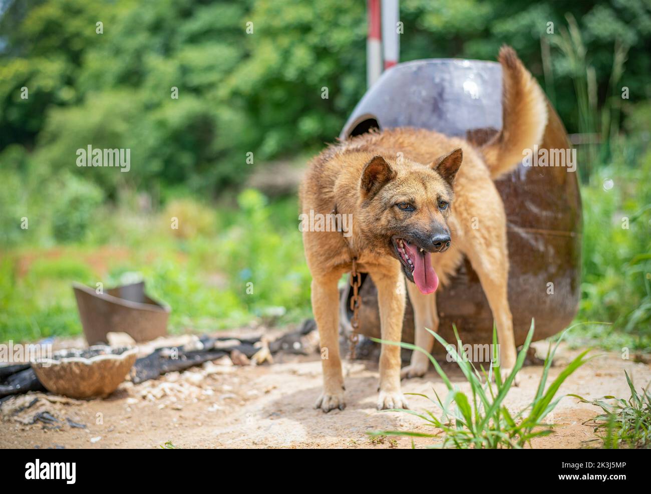 Le chien local en Chine rurale -- le chien pastoral chinois Banque D'Images