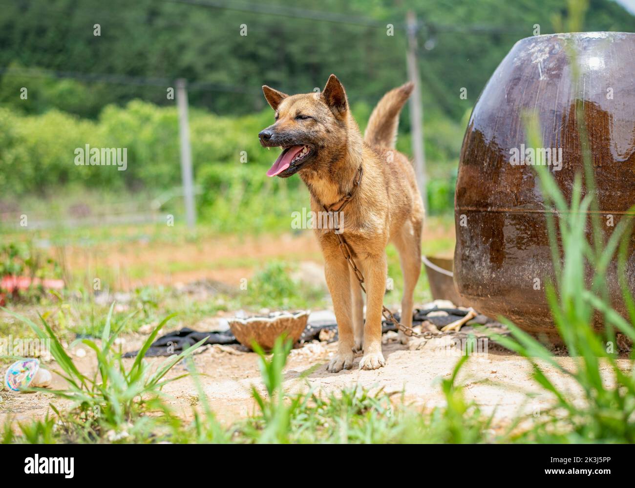 Le chien local en Chine rurale -- le chien pastoral chinois Banque D'Images