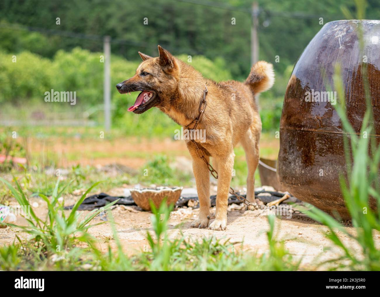Le chien local en Chine rurale -- le chien pastoral chinois Banque D'Images
