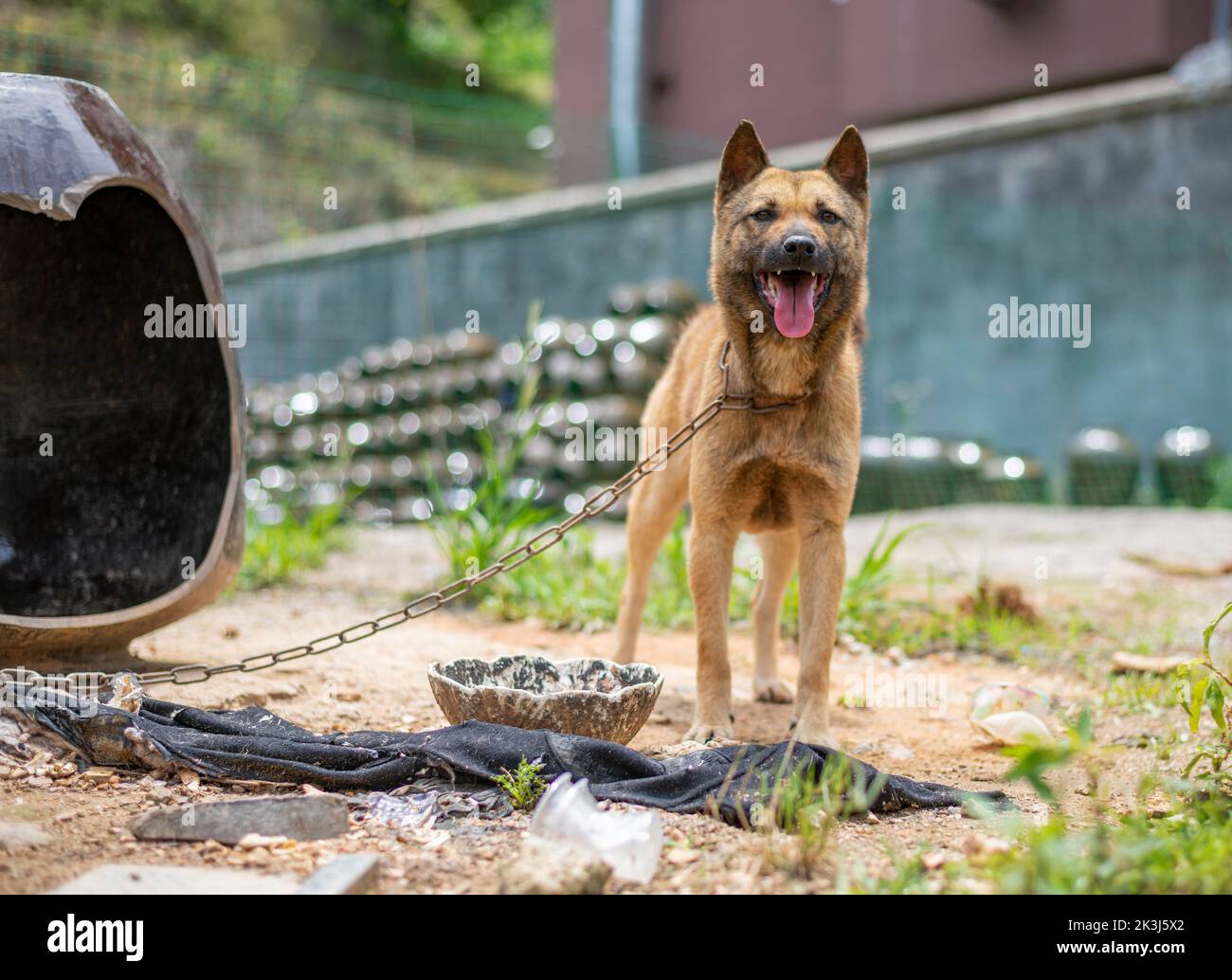 Le chien local en Chine rurale -- le chien pastoral chinois Banque D'Images