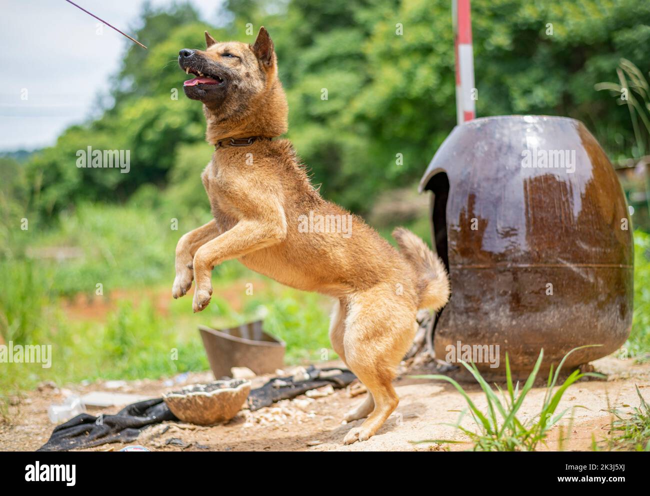 Le chien local en Chine rurale -- le chien pastoral chinois Banque D'Images