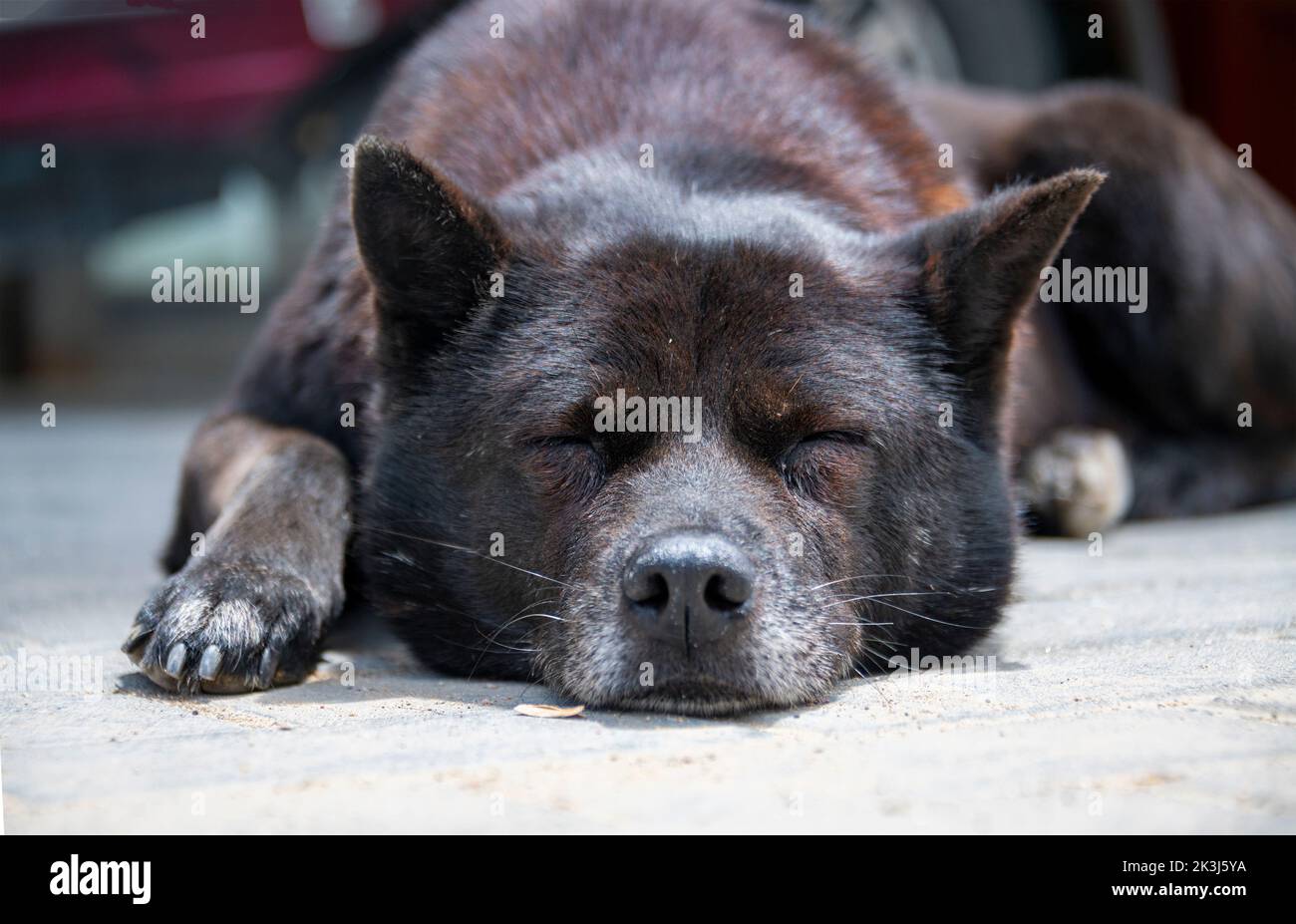 Le chien local en Chine rurale -- le chien pastoral chinois Banque D'Images