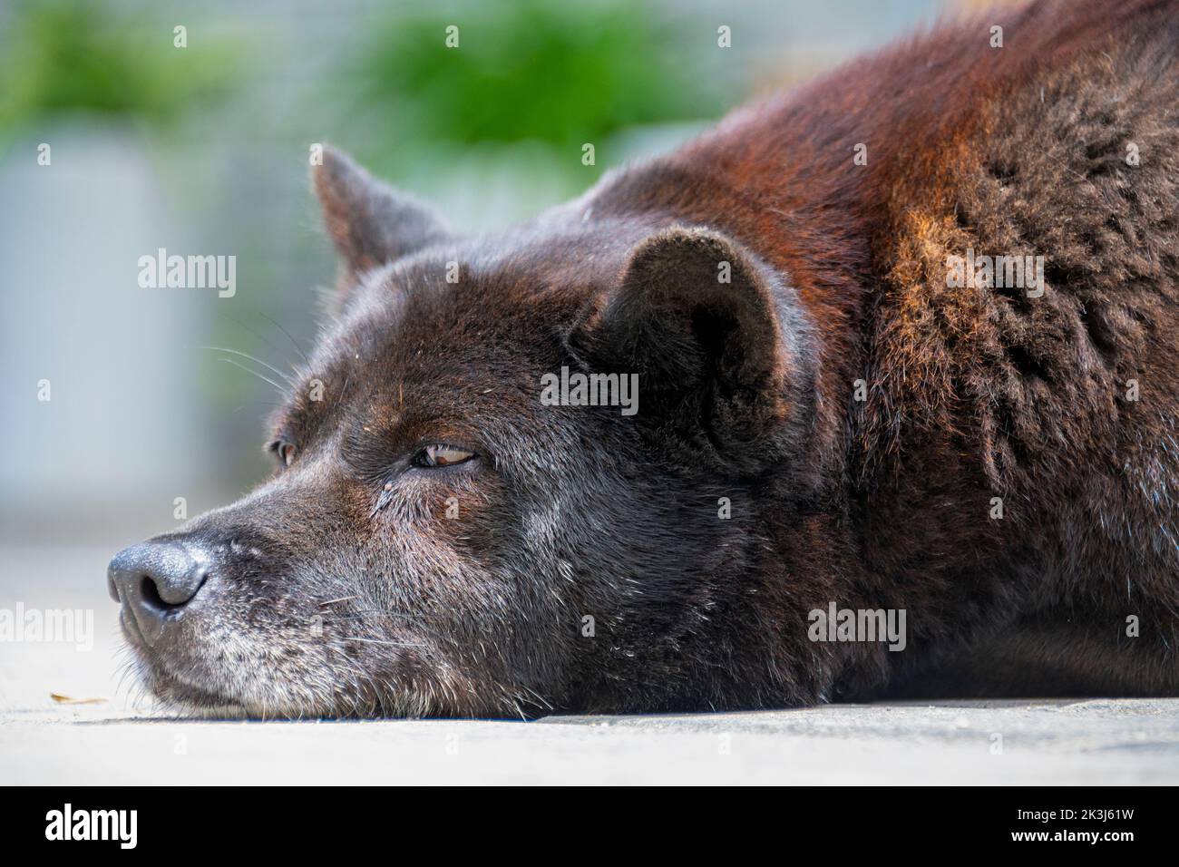 Le chien local en Chine rurale -- le chien pastoral chinois Banque D'Images