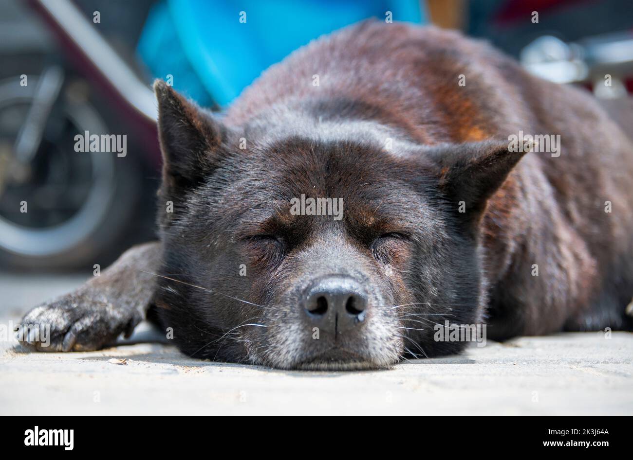 Le chien local en Chine rurale -- le chien pastoral chinois Banque D'Images
