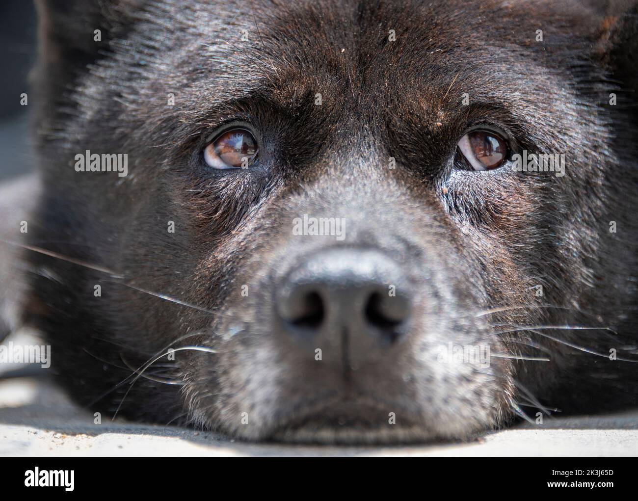Le chien local en Chine rurale -- le chien pastoral chinois Banque D'Images