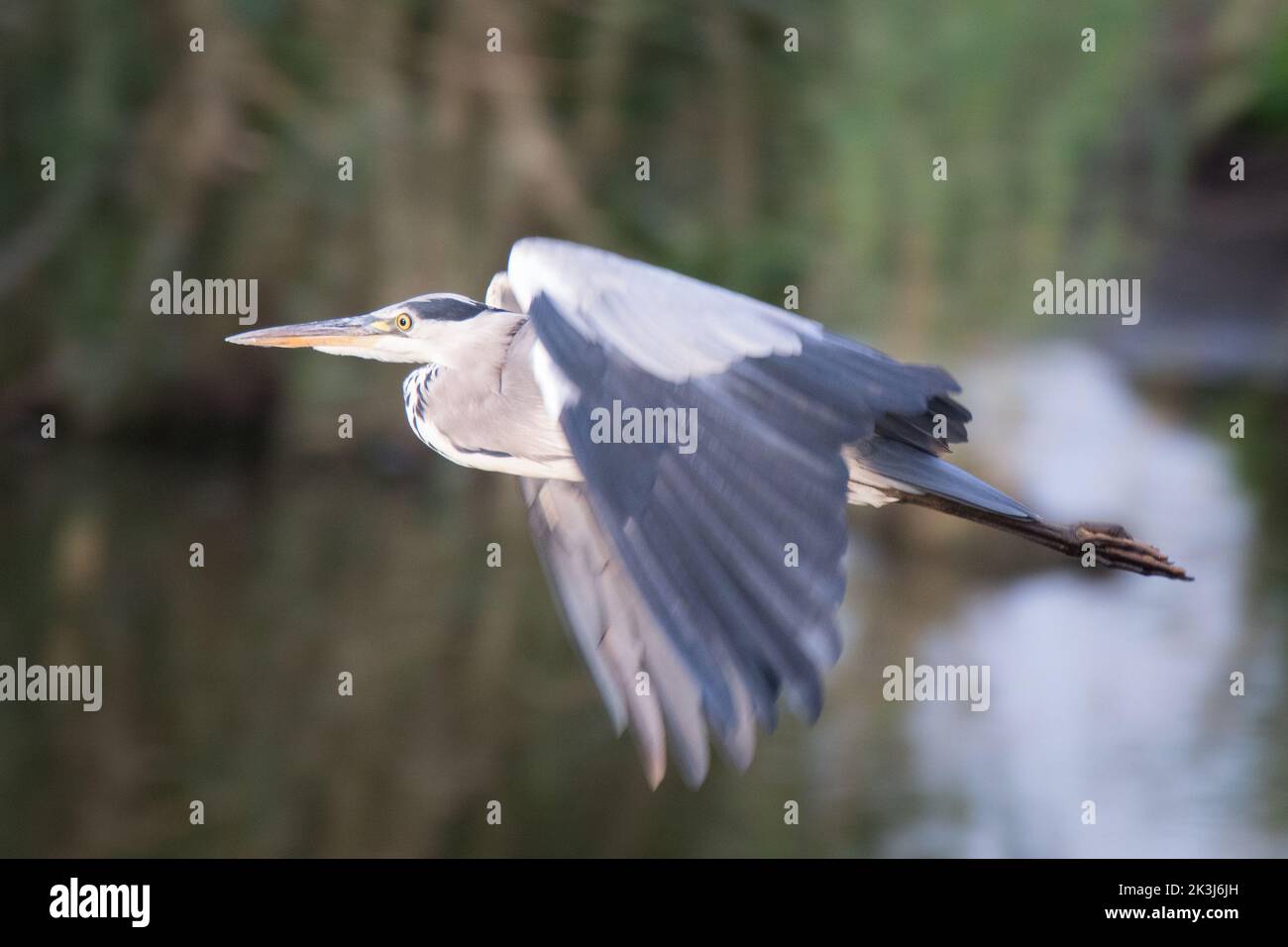 Heron gris en vol Banque D'Images