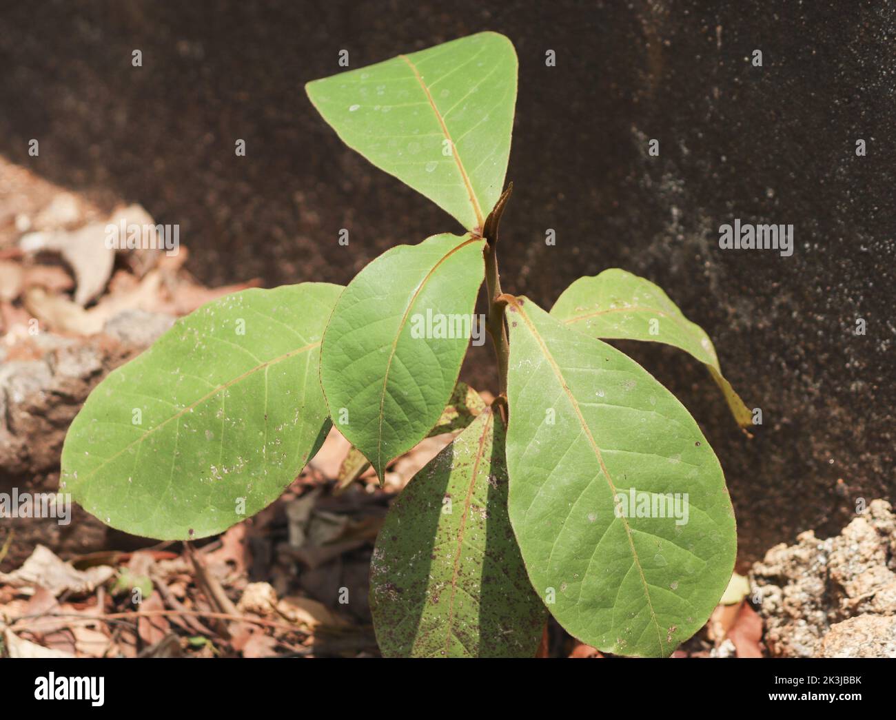 un gros plan des feuilles d'une plante d'amande Banque D'Images