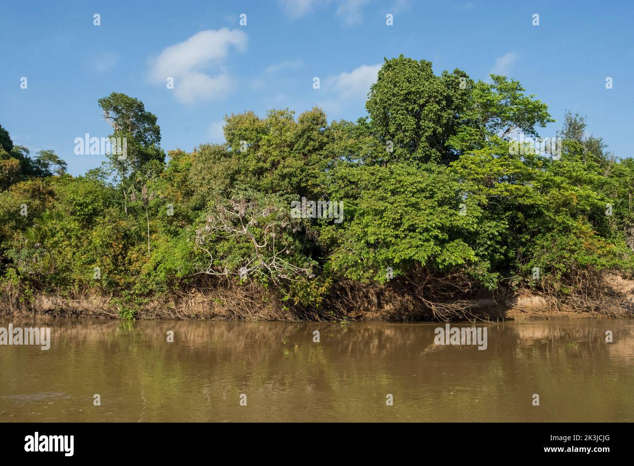 Paysage fluvial de Cuiabá, Forêt du Pantanal , Mato grosso, Brésil Banque D'Images