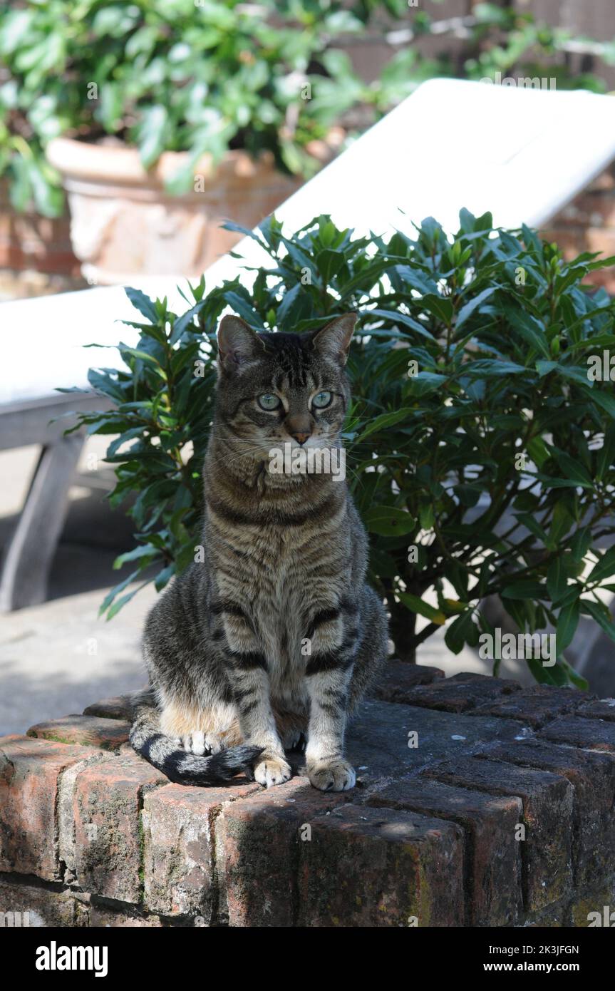 Tabby Cat gros plan patio d'été Tabby Kittens gros plan. Banque D'Images