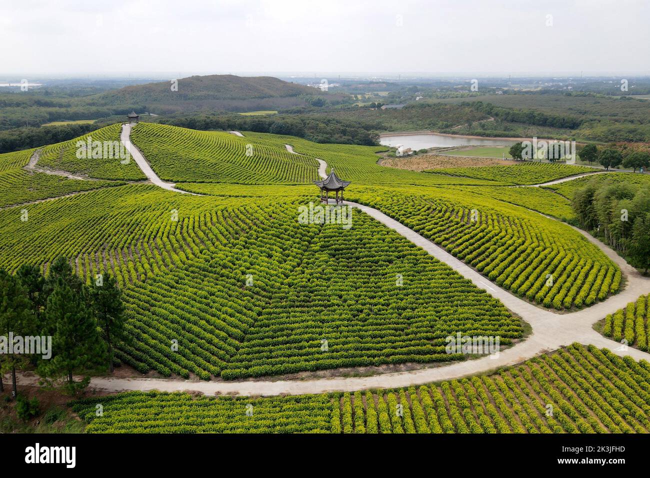 Xuancheng. 27th septembre 2022. Photo aérienne prise le 27 septembre 2022 montre le paysage d'un jardin de thé d'un endroit pittoresque dans le comté de Langxi de la ville de Xuancheng, province d'Anhui, en Chine orientale. Crédit: Huang Bohan/Xinhua/Alay Live News Banque D'Images