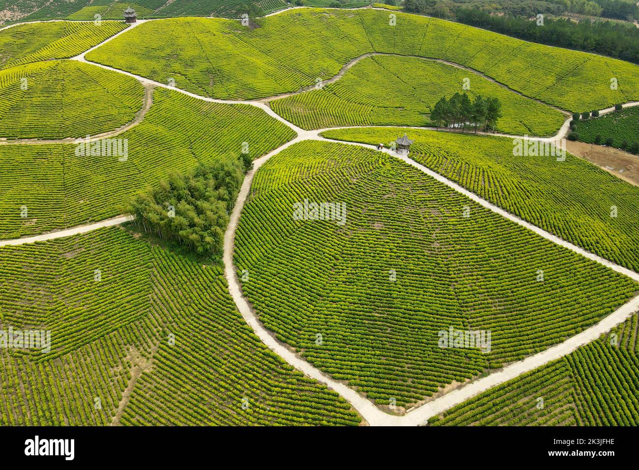 (220927) -- XUANCHENG, 27 septembre 2022 (Xinhua) -- photo aérienne prise le 27 septembre 2022 montre le paysage d'un jardin de thé d'un endroit pittoresque dans le comté de Langxi de la ville de Xuancheng, province d'Anhui en Chine orientale. (Xinhua/Huang Bohan) Banque D'Images
