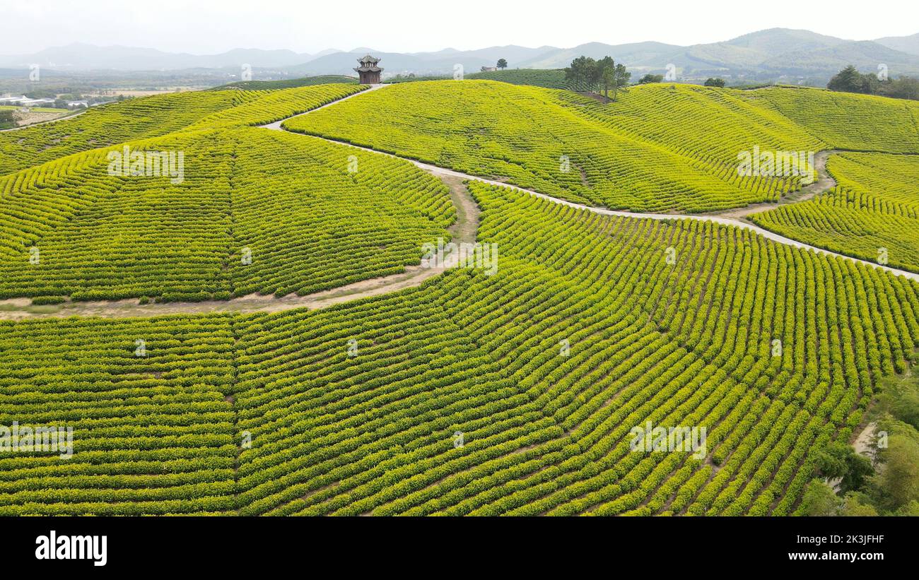 (220927) -- XUANCHENG, 27 septembre 2022 (Xinhua) -- photo aérienne prise le 27 septembre 2022 montre le paysage d'un jardin de thé d'un endroit pittoresque dans le comté de Langxi de la ville de Xuancheng, province d'Anhui en Chine orientale. (Xinhua/Huang Bohan) Banque D'Images