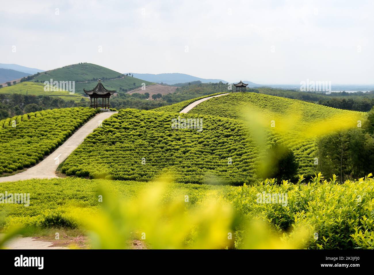 (220927) -- XUANCHENG, 27 septembre 2022 (Xinhua) -- photo prise le 27 septembre 2022 montre le paysage d'un jardin de thé d'un endroit pittoresque dans le comté de Langxi de la ville de Xuancheng, province d'Anhui, en Chine orientale. (Xinhua/Huang Bohan) Banque D'Images