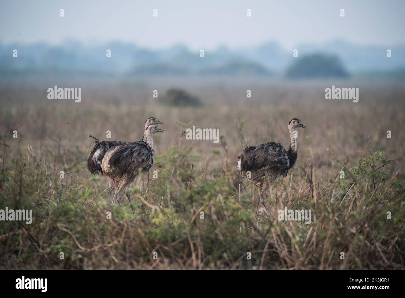 Grande Rhea avec poussins, Rhea americana, Pantanal, Brésil Banque D'Images