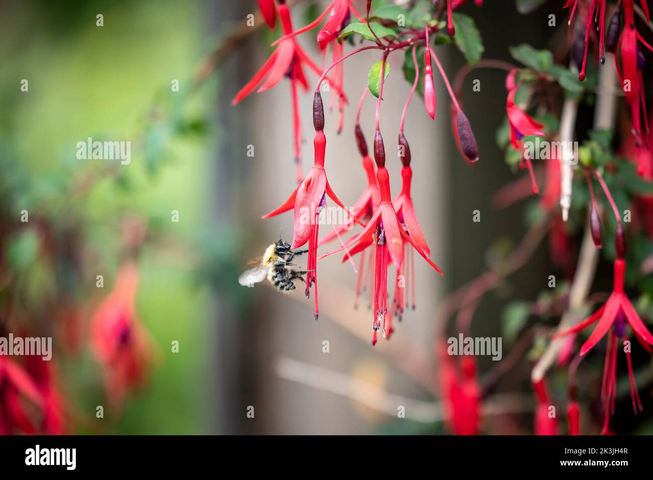 L'abeille pollinise les fuchsias dans le jardin anglais Banque D'Images