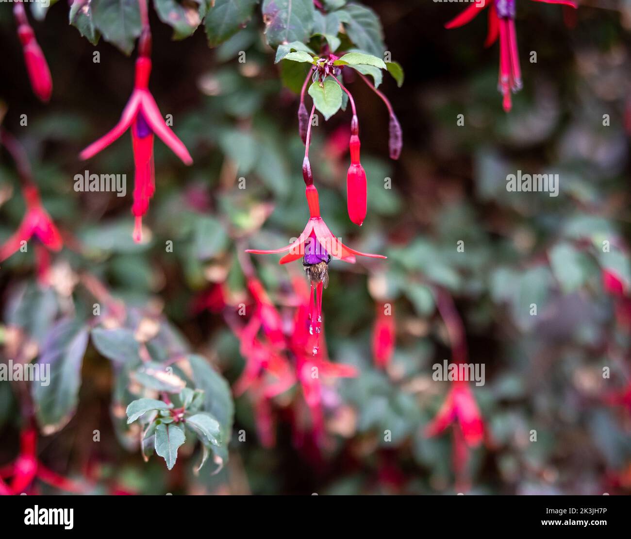 L'abeille pollinise les fuchsias dans le jardin anglais Banque D'Images