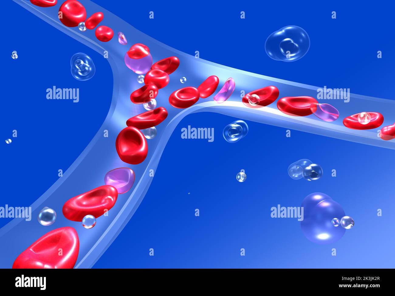 Illustration anatomique 3D des globules rouges dans la circulation sanguine. Verre capillaire transparent sur fond bleu. Banque D'Images