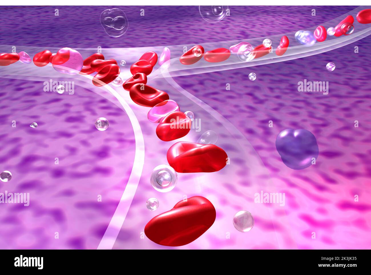 Illustration anatomique 3D vaisseau capillaire transparent sur fond organique. Affichage des globules rouges dans la circulation sanguine. Banque D'Images