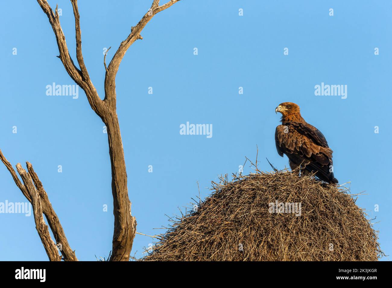 Aigle tawny (Aquila rapax) perché sur un nid de tisserands sociables, parc transfrontalier de Kgalagadi, Afrique du Sud, Banque D'Images
