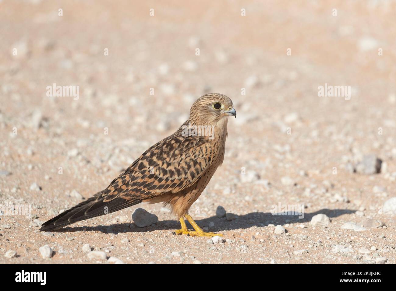 Juvéniles du grand kestrel (Falco rupicoloides), parc transfrontier de Kgalagadi, Afrique du Sud, février 2022 Banque D'Images