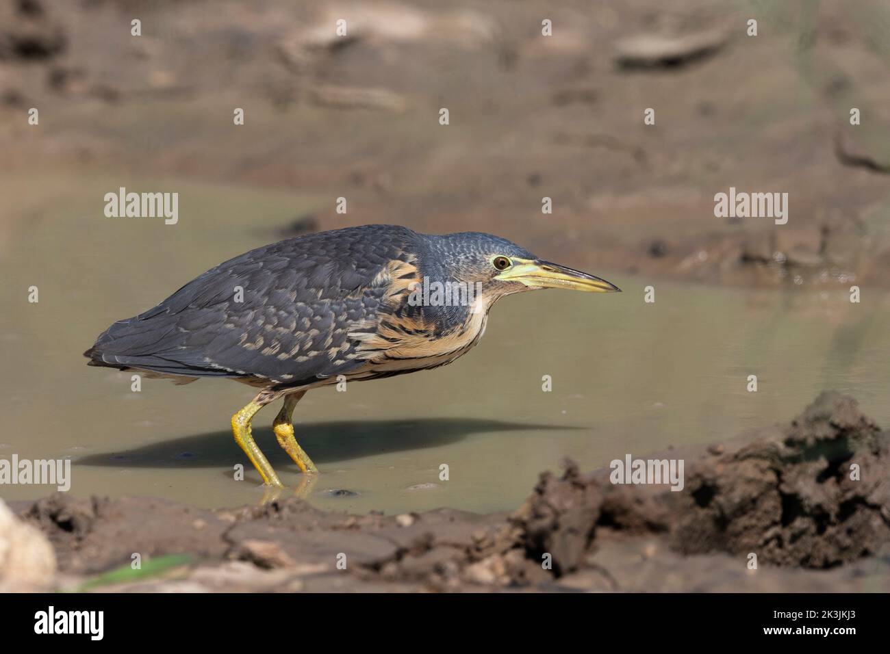Lanterne naine (Ixobrychus esturmii), parc transfrontier de Kgalagadi, Afrique du Sud, janvier 2022 Banque D'Images