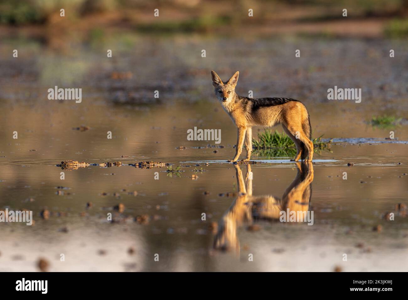 Jackal à dos noir (Lupullella mesomelas), parc transfrontier de Kgalagadi, Afrique du Sud, janvier 2022 Banque D'Images