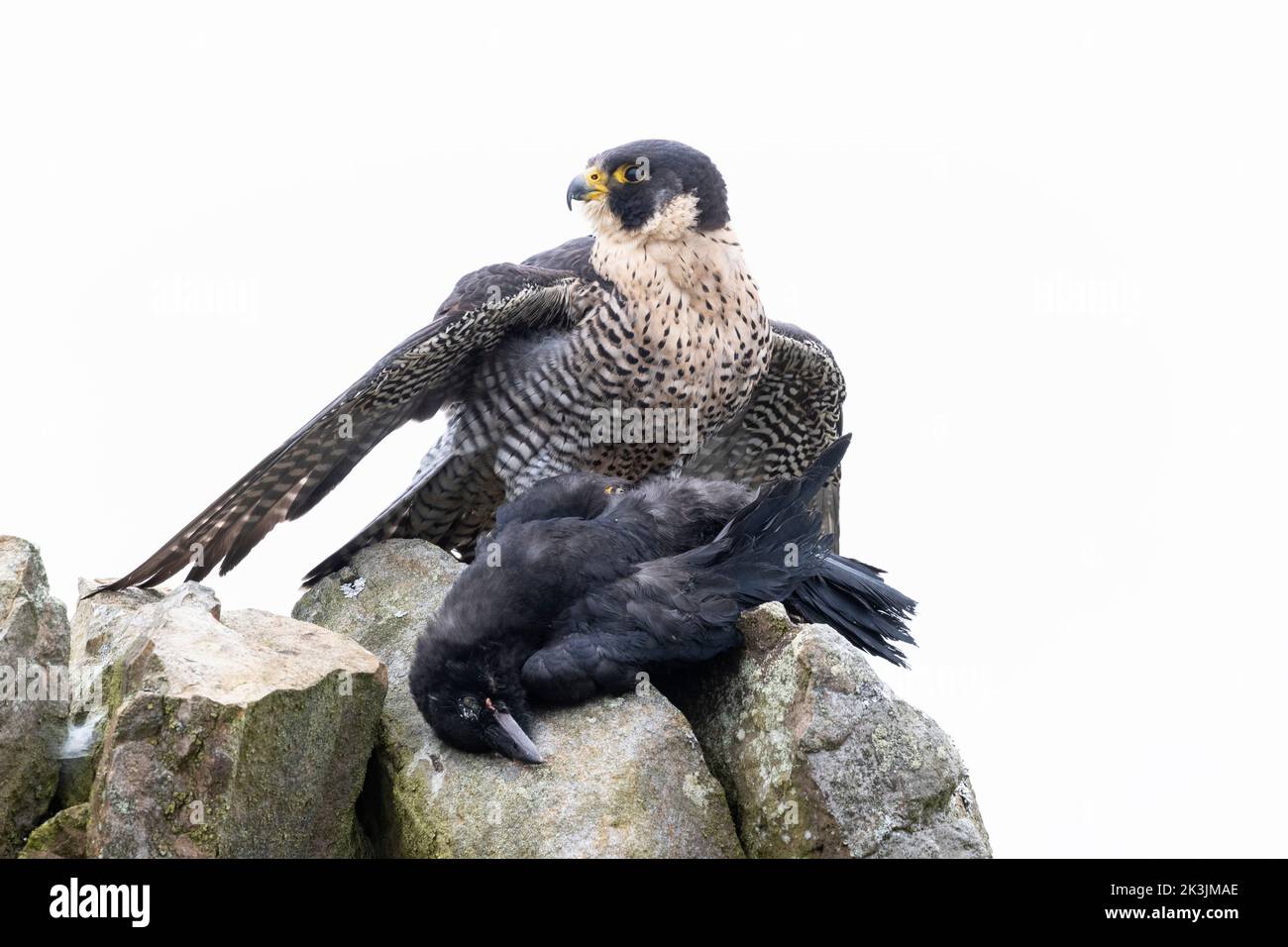 Peregrine (Falco peregrinus) avec proie de corbeau, contrôlée, Cumbria, Royaume-Uni Banque D'Images