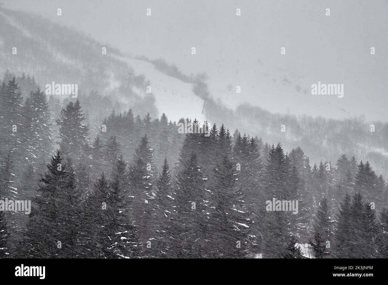 Forêt d'hiver Tempête de neige et brouillard Banque D'Images