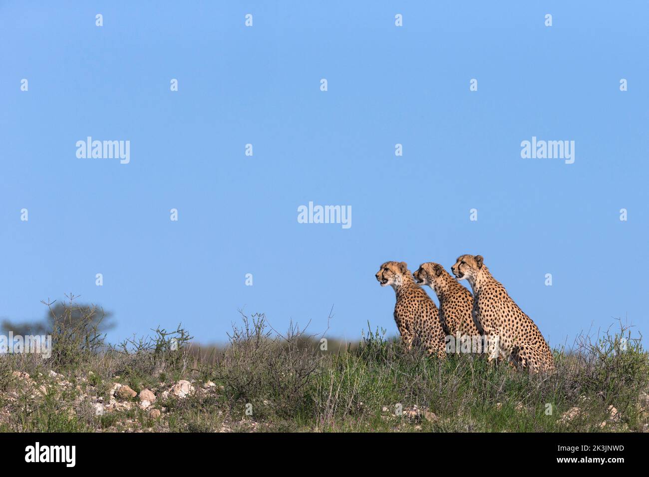 Cheetah (Acinonyx jubatus) mère avec jeune, parc transfrontier de Kgalagadi, Cap Nord, Afrique du Sud, février 2022 Banque D'Images