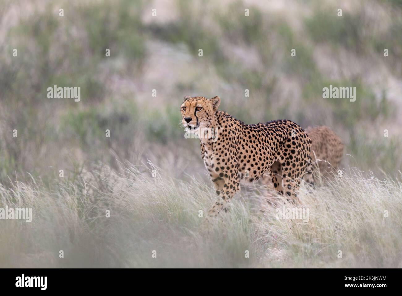 Cheetah (Acinonyx jubatus) femelle, parc transfrontier de Kgalagadi, Cap Nord, Afrique du Sud, février 2022 Banque D'Images