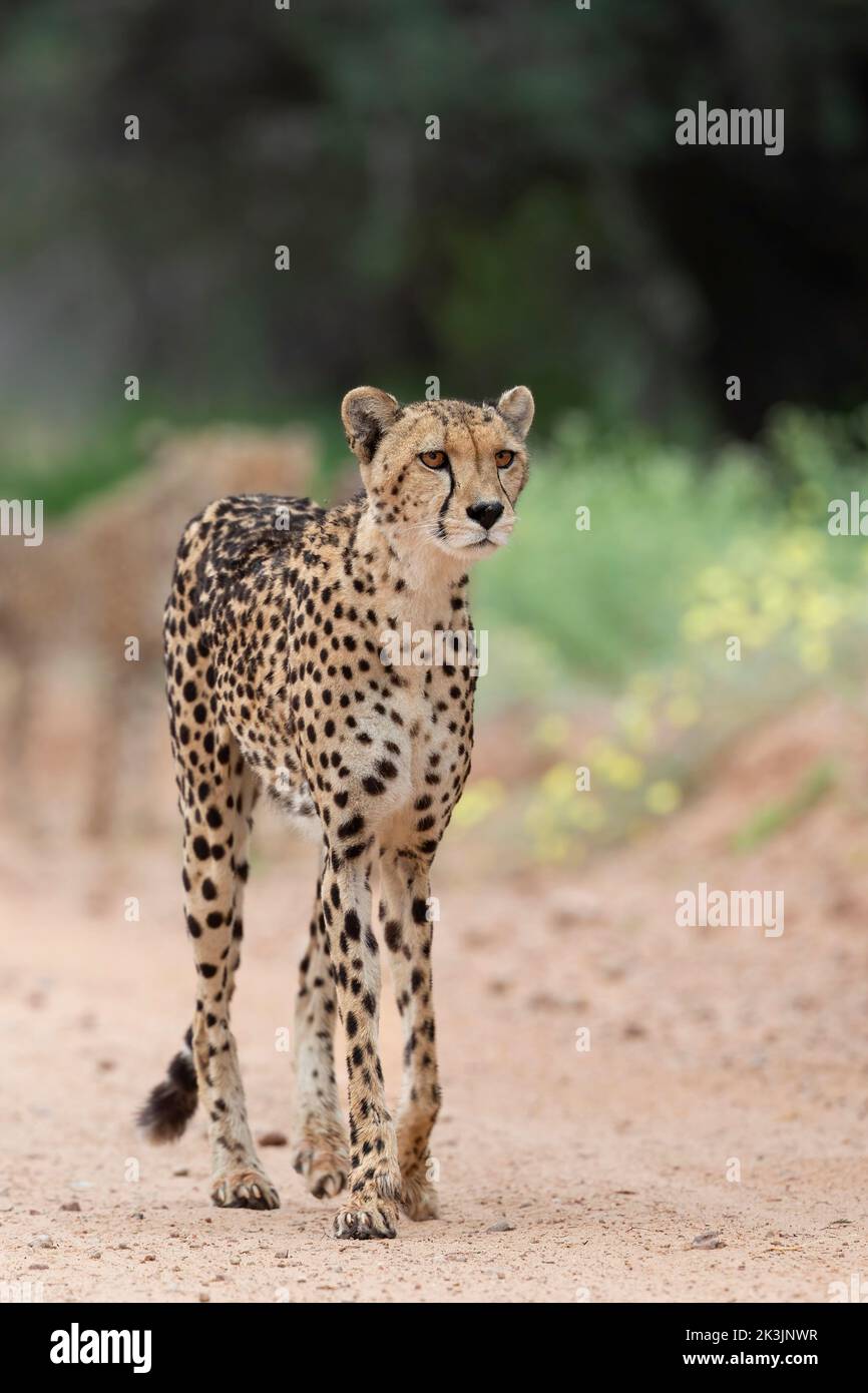 Cheetah (Acinonyx jubatus) femelle, parc transfrontier de Kgalagadi, Cap Nord, Afrique du Sud, février 2022 Banque D'Images