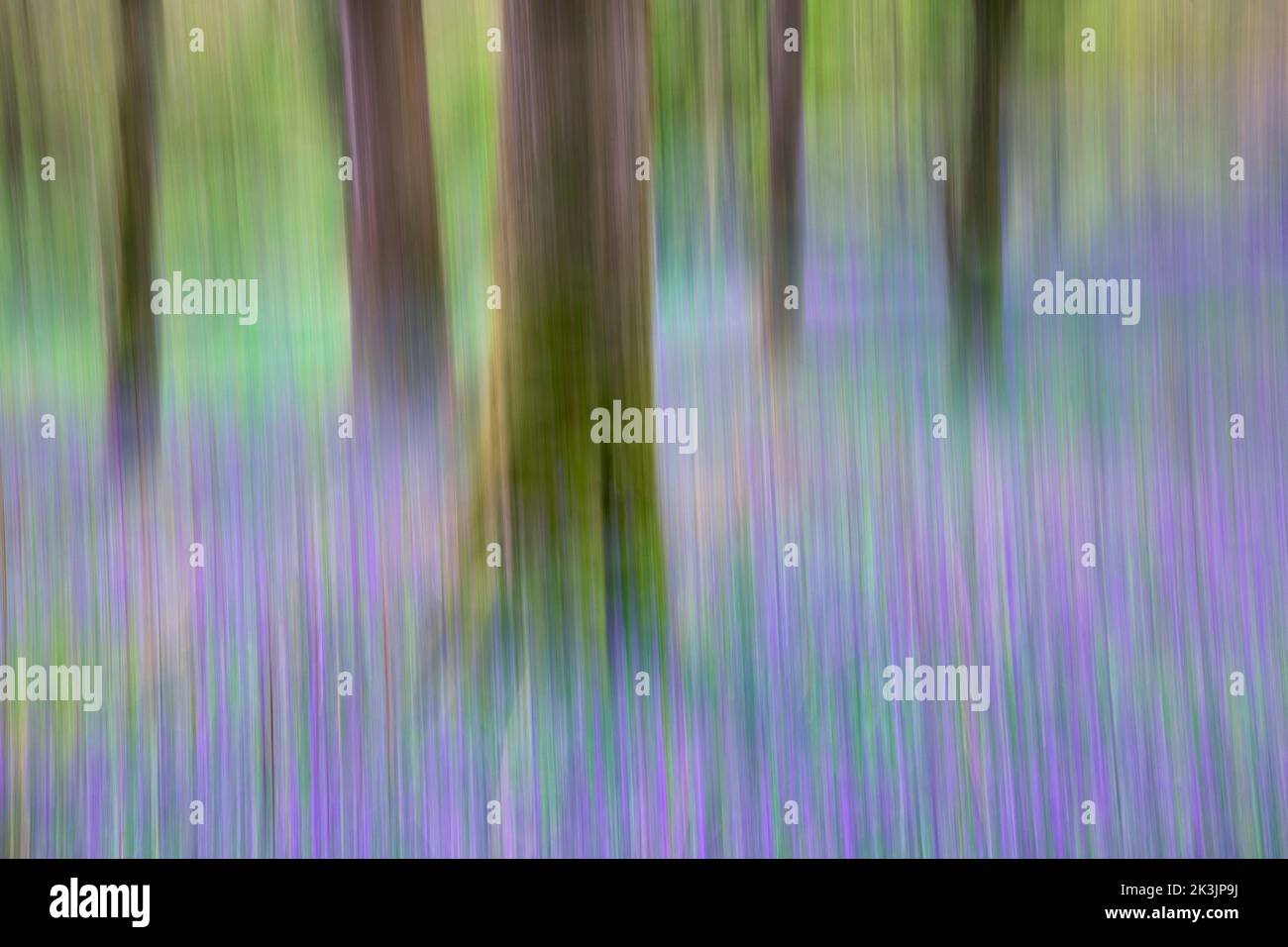 Bluebell wood (Hyacinthoides non-scripta) Carstramon Bois, Dumfries et Galloway, Écosse, Royaume-Uni Banque D'Images