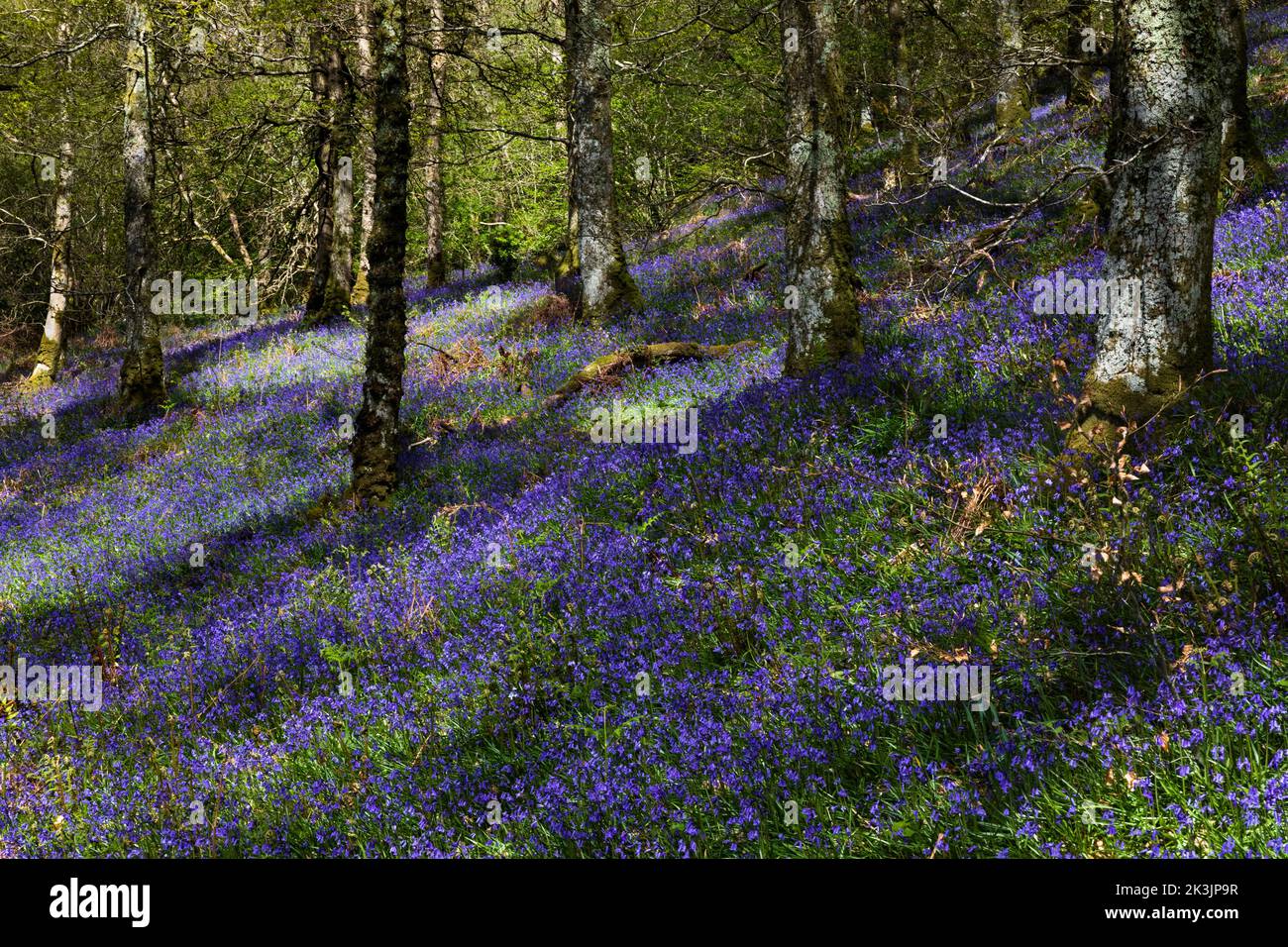 Bluebell wood (Hyacinthoides non-scripta) Carstramon Bois, Dumfries et Galloway, Écosse, Royaume-Uni Banque D'Images