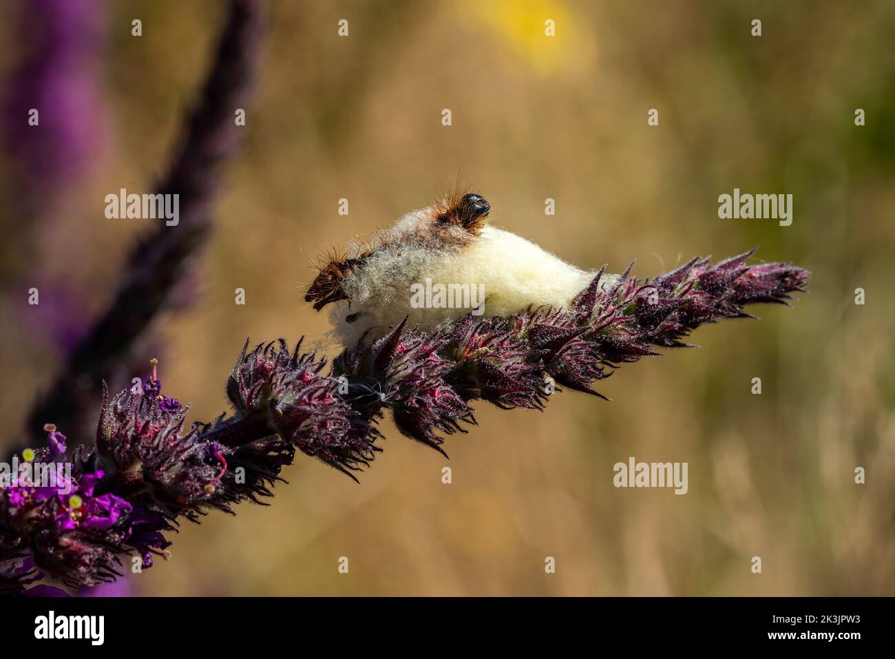 Papillon de chêne ( Lasiocampa quercus) larves de chenille quittant son cocon qui est finalement un insecte volant de jour commun, image de stock photo Banque D'Images