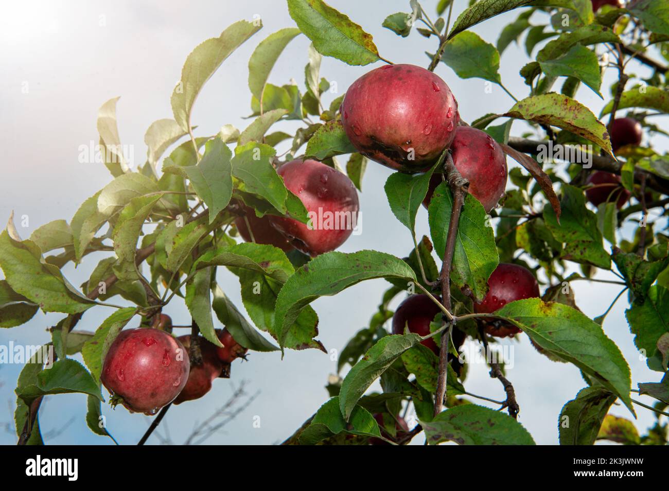 Pommes rouges mûres sur les branches des arbres. Récolte de pommes. Pommes rouges mûres dans le jardin sur un arbre. Banque D'Images