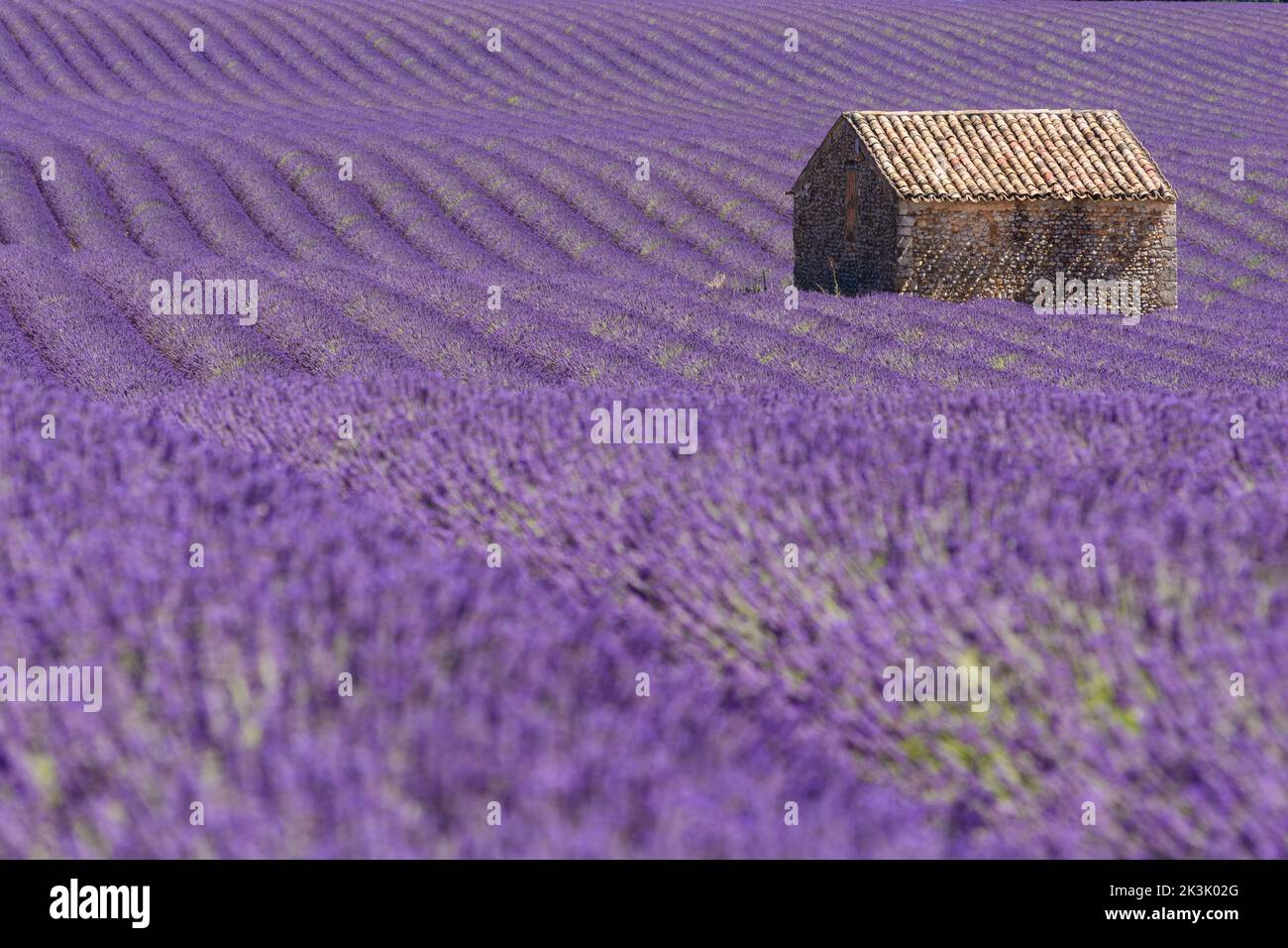 Vue panoramique sur le champ de lavande pourpre en Provence sud de la France avec cabane en pierre en arrière-plan Banque D'Images