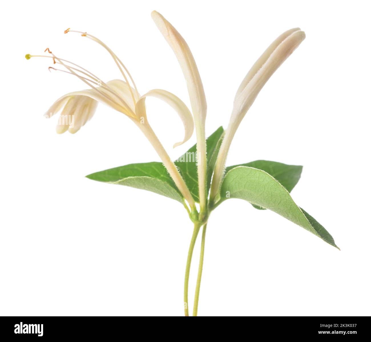 Fleur de chèvrefeuille isolée sur fond blanc Banque D'Images