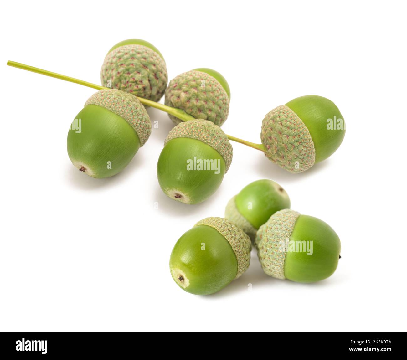 Acornes de chêne commun ( Quercus robur) isolés sur fond blanc Banque D'Images