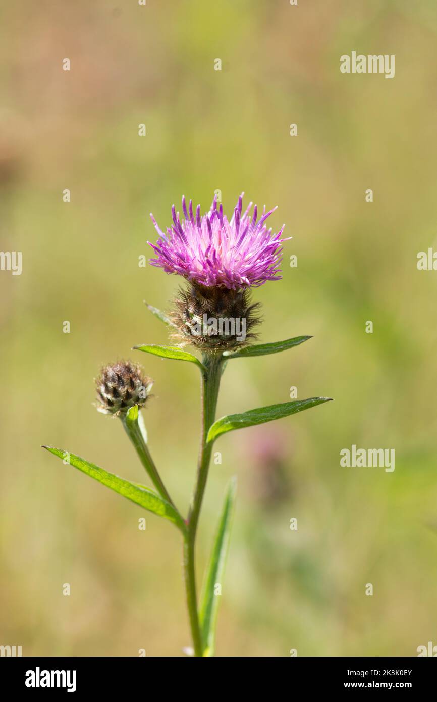 Petites herbes, Centaurea nigra, mauvaise herbe, mauvaise herbe noire, tête dure, Juillet Banque D'Images